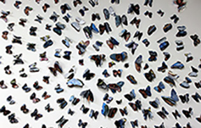 Centerfold Installation Centerfold Installation